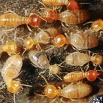 Termite Pest Control