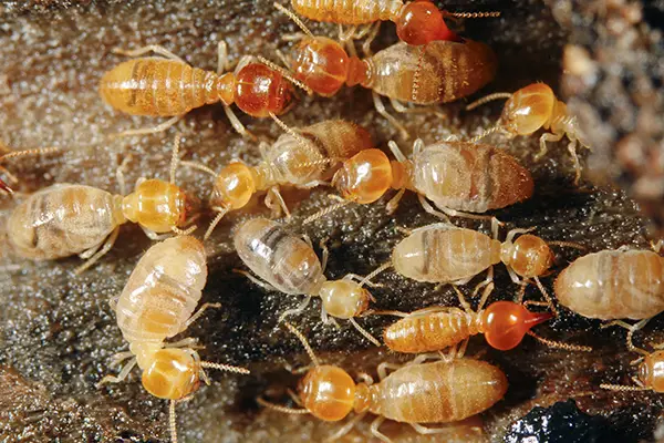 Termite Pest Control