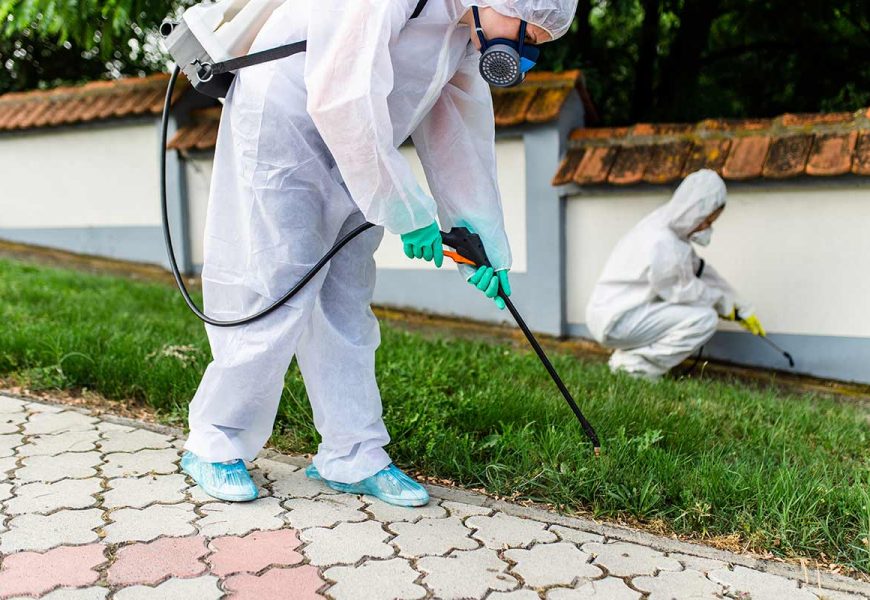 Effective Pest Control in Lahore and Pest Control Services Lahore