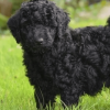 Black golden doodles